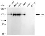TMF1 Antibody in Western Blot (WB)
