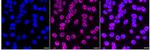 AP2 alpha Recombinant Rabbit Monoclonal Antibody (24GB2485)