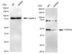 AP2 alpha Antibody in Western Blot (WB)