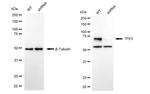 TFE3 Antibody in Western Blot (WB)
