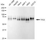 TFE3 Antibody in Western Blot (WB)