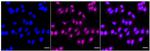 Nuclear Matrix Protein p84 Recombinant Rabbit Monoclonal Antibody (24GB2205)