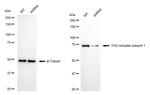 Nuclear Matrix Protein p84 Antibody in Western Blot (WB)