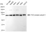 Nuclear Matrix Protein p84 Antibody in Western Blot (WB)