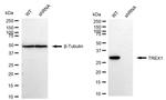 TREX1 Antibody in Western Blot (WB)