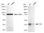 TIA-1 Antibody in Western Blot (WB)