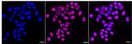 TIMELESS Recombinant Rabbit Monoclonal Antibody (24GB2665)