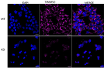 TIMM50 Antibody in Immunocytochemistry (ICC/IF)