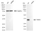 TIMM50 Antibody in Western Blot (WB)