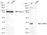 TIMM50 Antibody in Western Blot (WB)