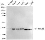 TIMM50 Antibody in Western Blot (WB)