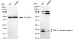 TNFAIP8 Antibody in Western Blot (WB)