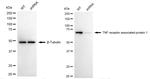 TRAP1 Antibody in Western Blot (WB)
