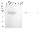 TRAP1 Antibody in Western Blot (WB)