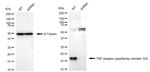 CD266 Antibody in Western Blot (WB)