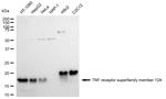 CD266 Antibody in Western Blot (WB)