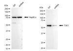 TOE1 Antibody in Western Blot (WB)