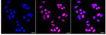 TOP2A Recombinant Rabbit Monoclonal Antibody (24GB1915)