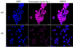 DP1 Antibody in Immunocytochemistry (ICC/IF)