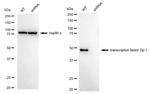 DP1 Antibody in Western Blot (WB)