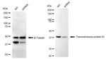 TMEM43 Antibody in Western Blot (WB)