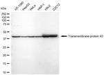 TMEM43 Antibody in Western Blot (WB)