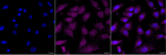 TPP2 Recombinant Rabbit Monoclonal Antibody (24GB2015)