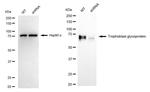 5T4 Antibody in Western Blot (WB)