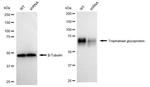 5T4 Antibody in Western Blot (WB)