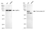 p73 Antibody in Western Blot (WB)