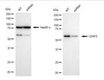 U2AF2 Antibody in Western Blot (WB)