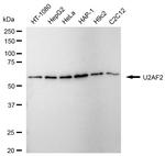 U2AF2 Antibody in Western Blot (WB)