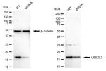UBE2L3 Antibody in Western Blot (WB)