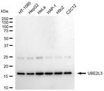 UBE2L3 Antibody in Western Blot (WB)