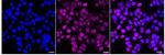 UBE2T Recombinant Rabbit Monoclonal Antibody (24GB2350)