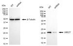 UBE2T Antibody in Western Blot (WB)