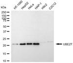 UBE2T Antibody in Western Blot (WB)