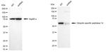 USP14 Antibody in Western Blot (WB)