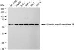 USP14 Antibody in Western Blot (WB)