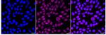 USP39 Recombinant Rabbit Monoclonal Antibody (24GB1810)