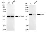 USP39 Antibody in Western Blot (WB)