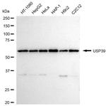 USP39 Antibody in Western Blot (WB)