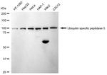 USP5 Antibody in Western Blot (WB)