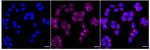 UBE4A Recombinant Rabbit Monoclonal Antibody (24GB1785)