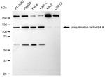 UBE4A Antibody in Western Blot (WB)