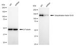 UBE4B Antibody in Western Blot (WB)