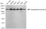 UBE4B Antibody in Western Blot (WB)