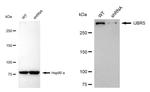 HYD Antibody in Western Blot (WB)