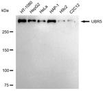 HYD Antibody in Western Blot (WB)