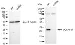 UQCRFS1 Antibody in Western Blot (WB)